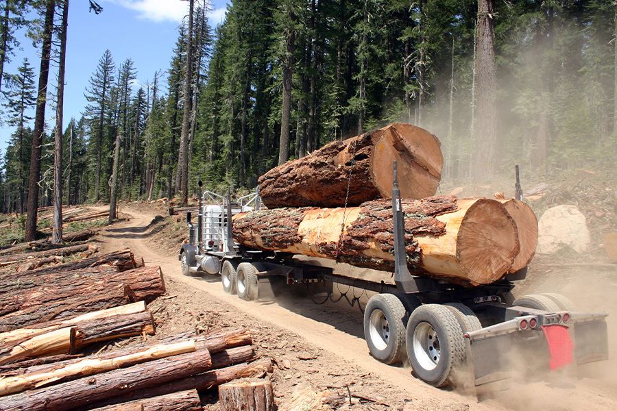Logging Insurance - Large Logging Truck Transporting Large Logs with Forest in the Background