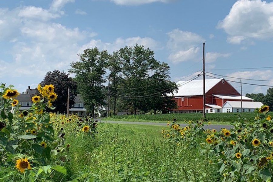 Contact - Red Barn on a Farm, Bright Sunflowers in the Foreground, White Fluffy Clouds in a Blue Sky